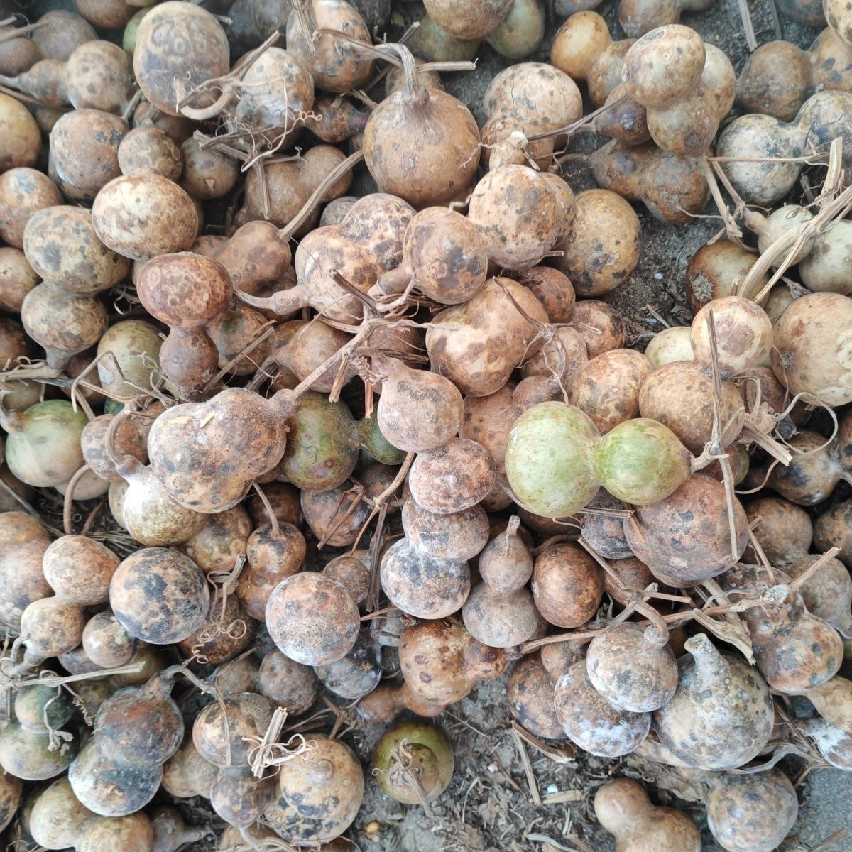 花皮葫芦随机发一箱（不报龙头）