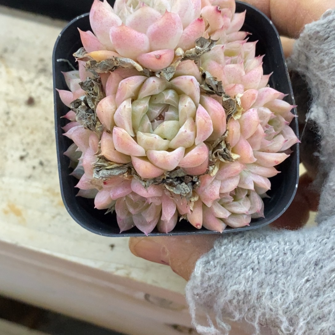 精品多肉一物一拍不包整464