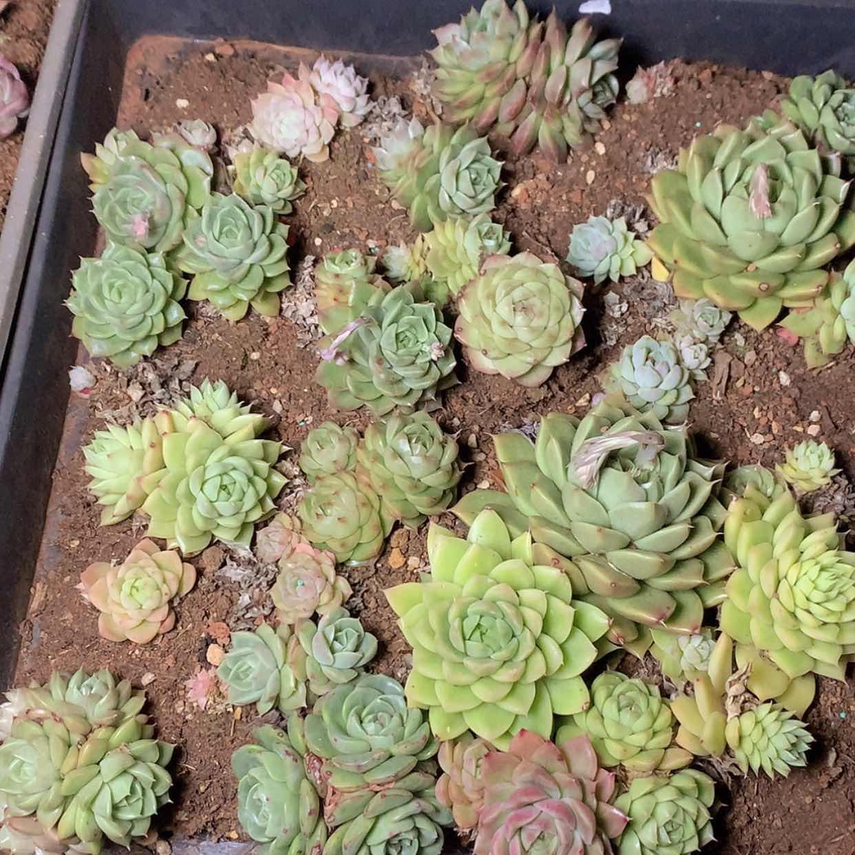 【闪购商品】云1586