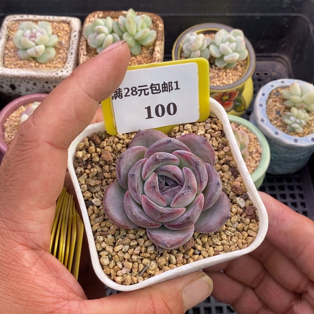 1100黑橙子精控多肉植物