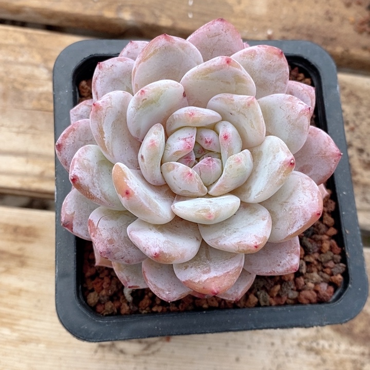 橙子 韩货精品666