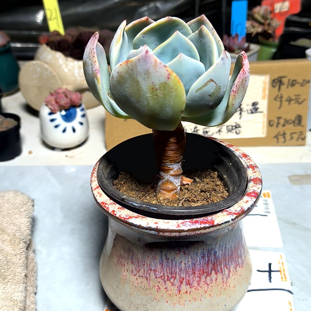 满6元包邮，大颗白风老庄