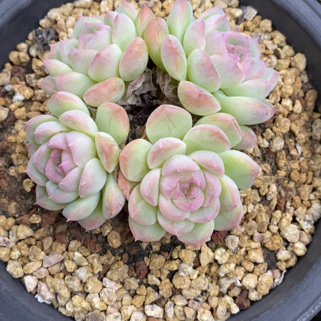 精品多肉一物一拍不包整293