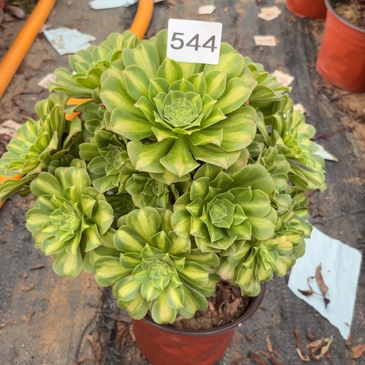 翡翠琉璃多肉植物不包损544