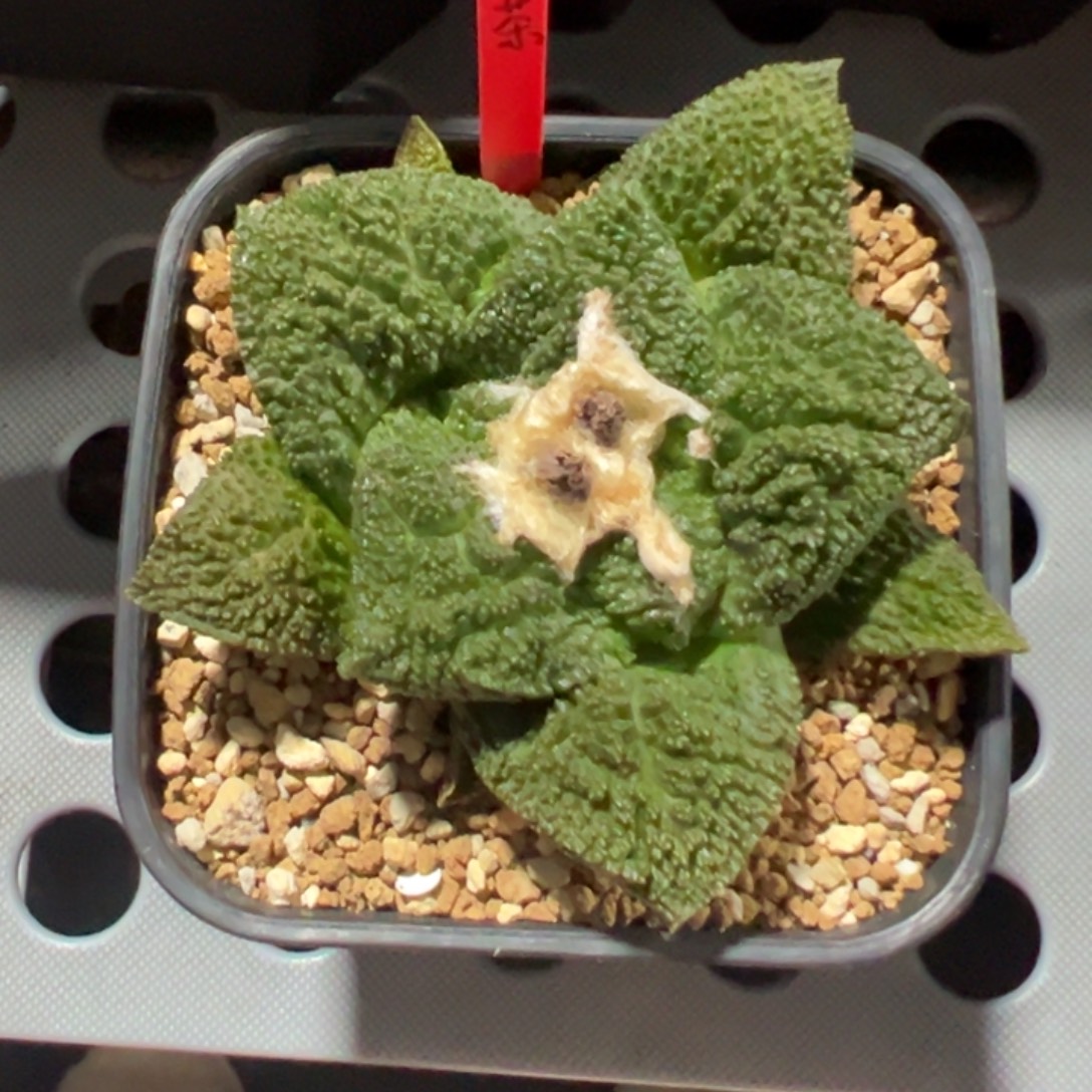 无花朵红茶的花花花