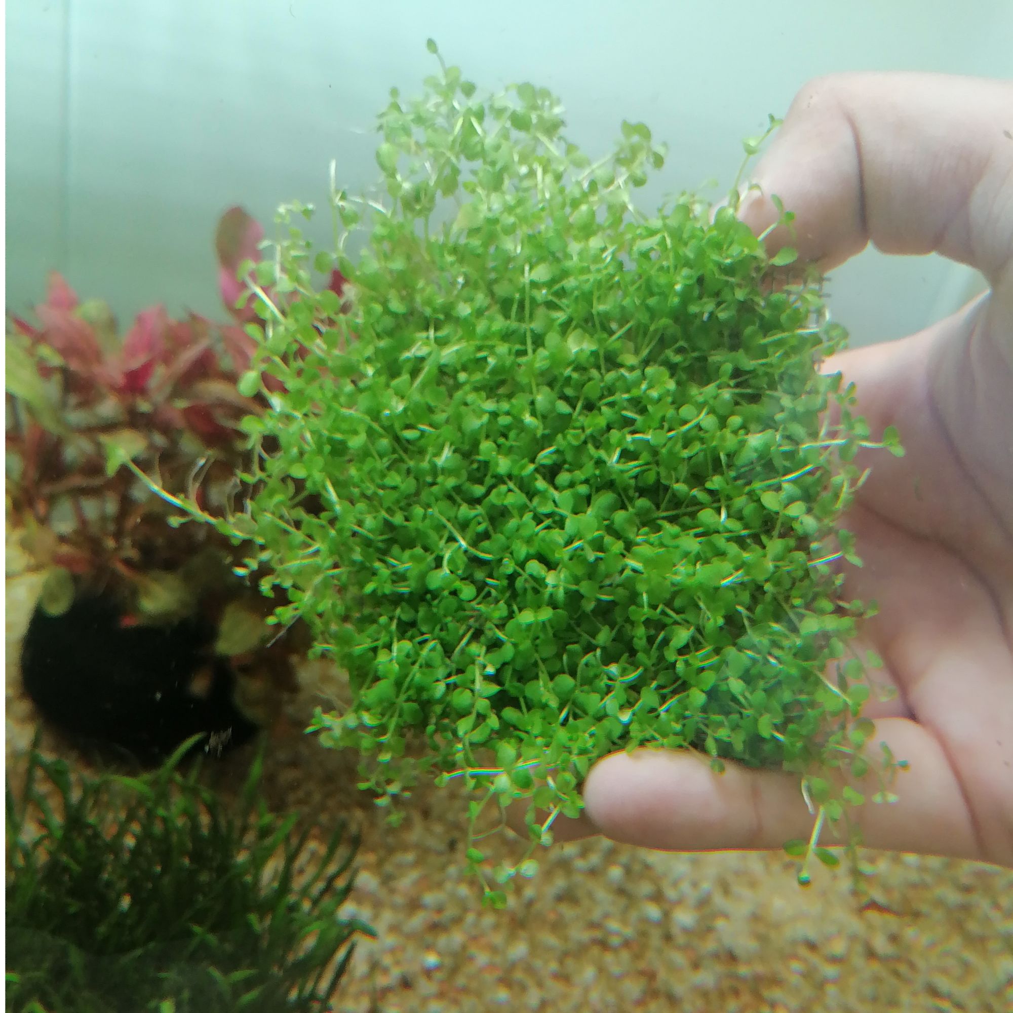 【爬地矮珍珠网片】 坨草新人水草懒人水草鱼缸造景前景水草成景快