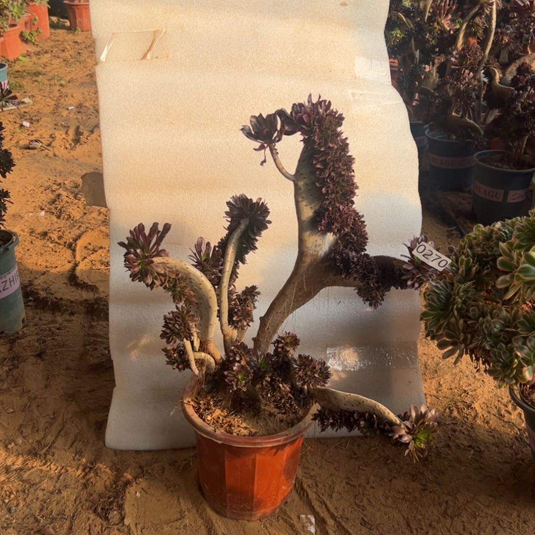 微瑕疵妖黑缀270高度44厘米