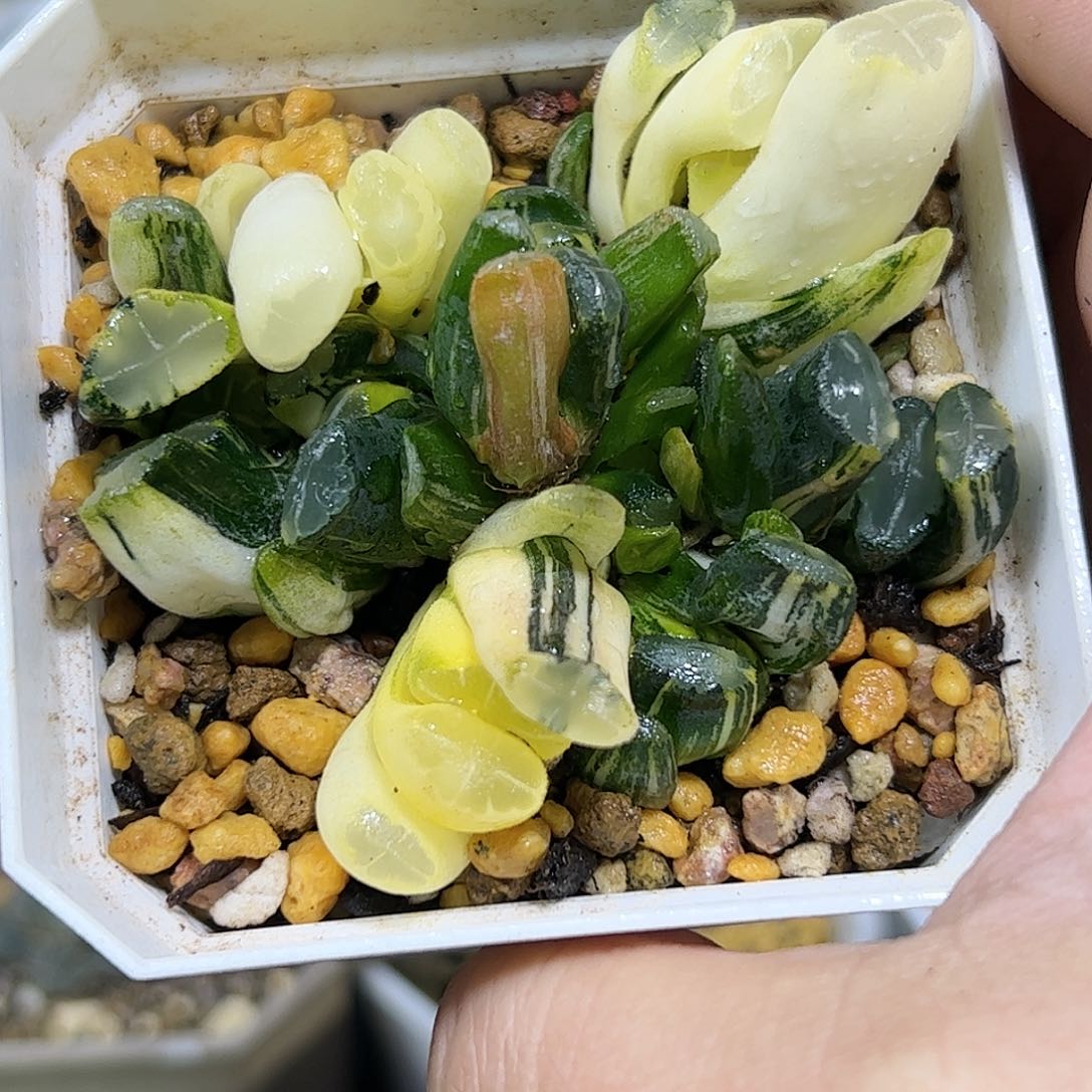 白妙实生群锦十二卷多肉