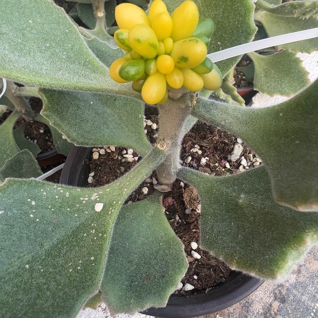 待***多肉植物多肉植物