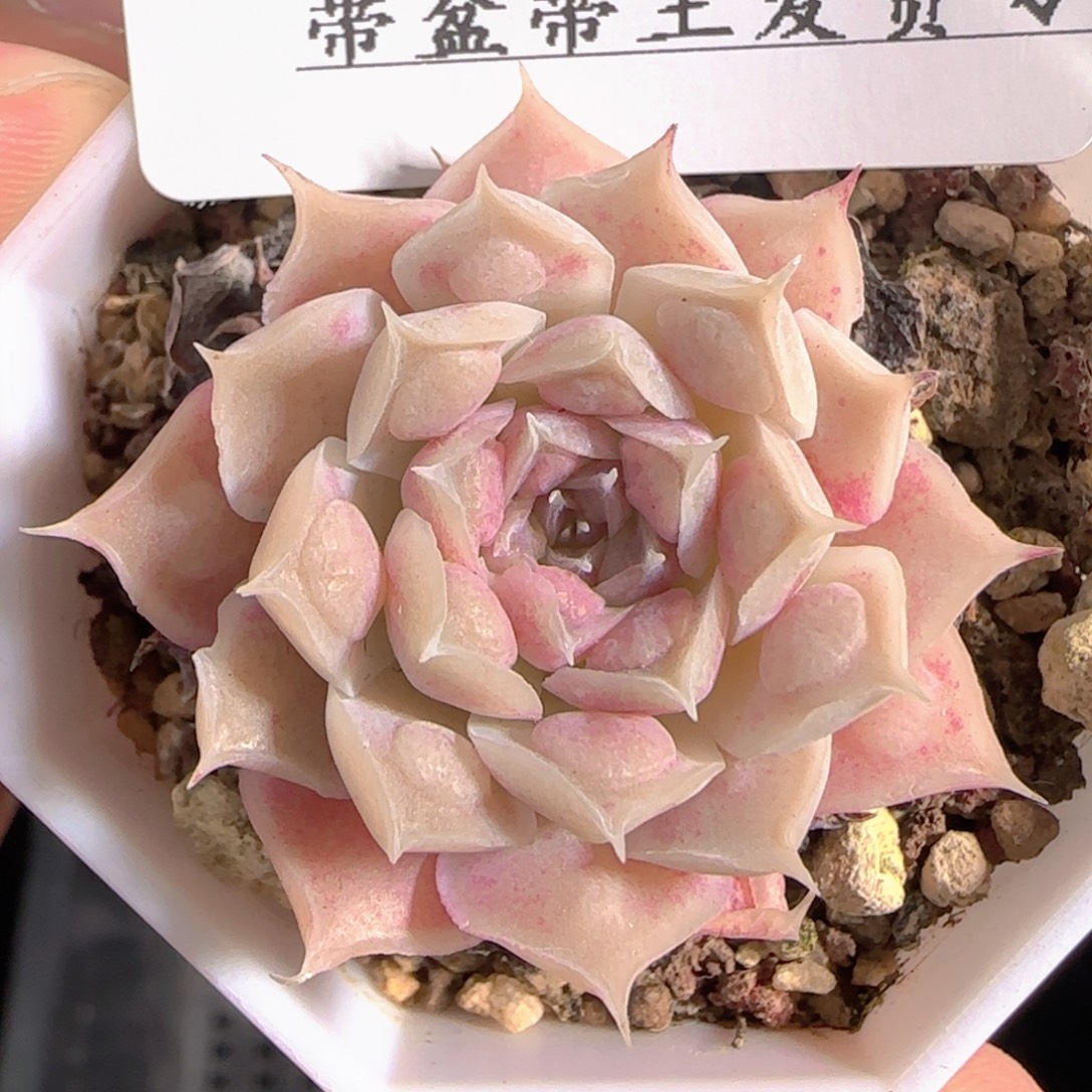 多肉1229-70榴财榴财