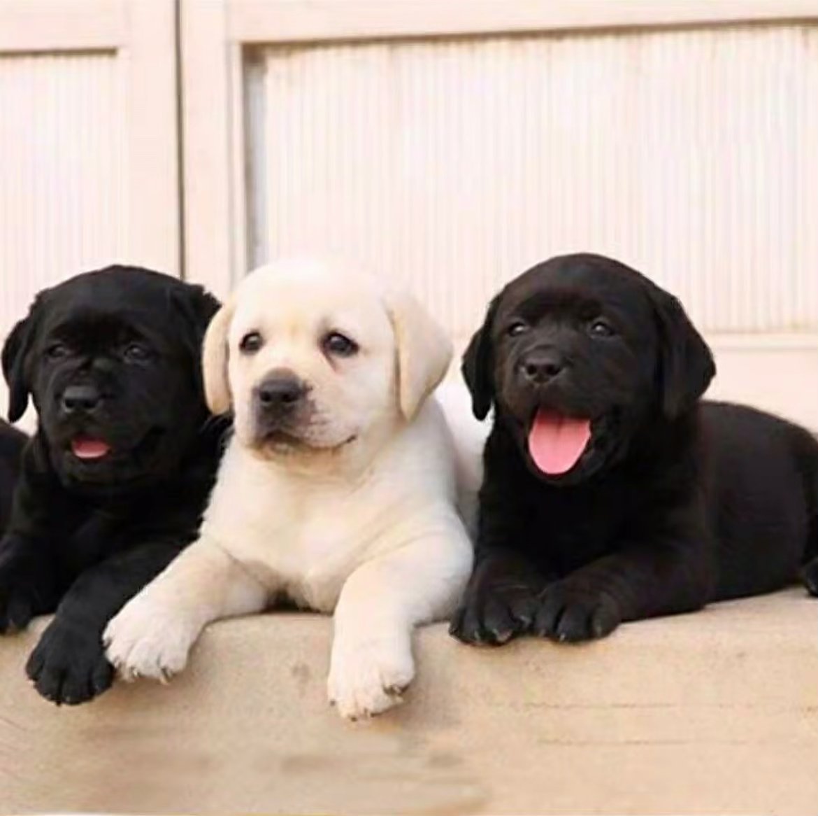 狗狗猫猫相册图片