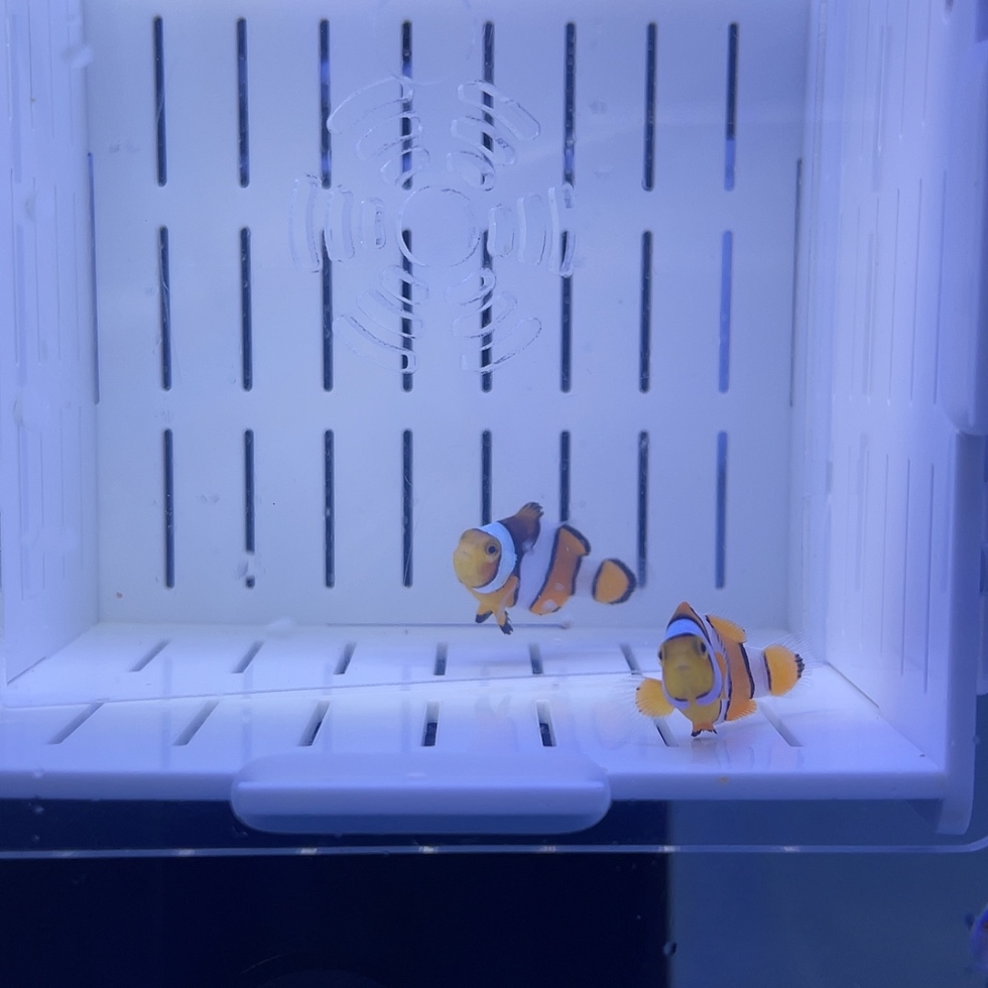 海水鱼3公分精品对装黑背心