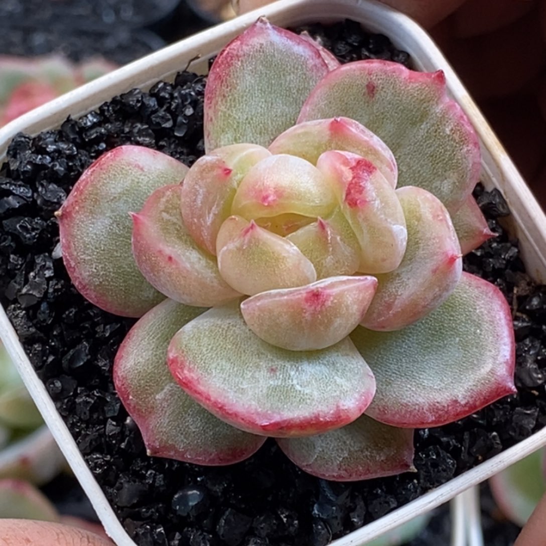 天官赐福百无禁忌