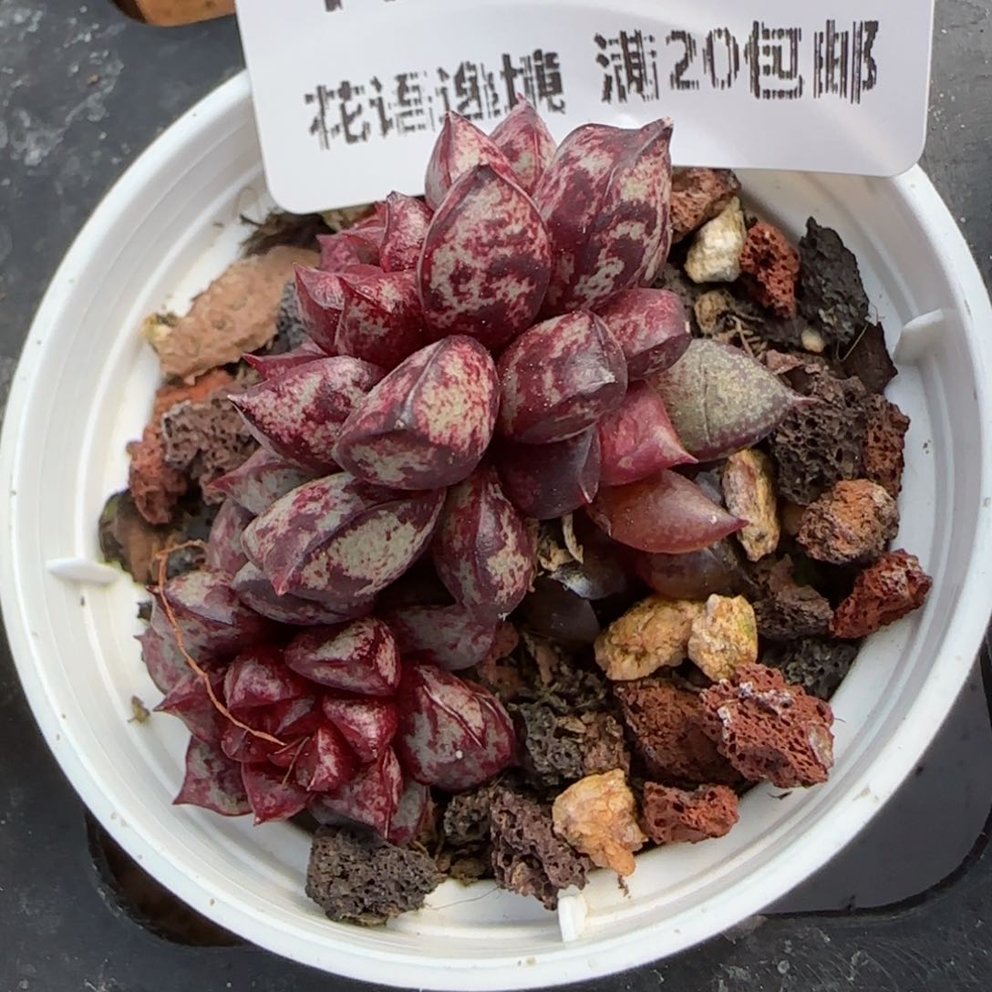 花语逸镜0205-174