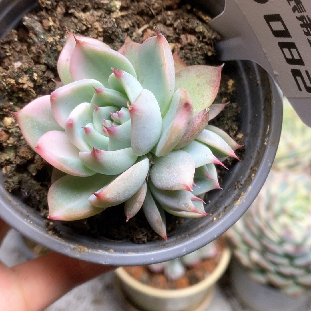 082锦锦锦锦锦锦锦锦