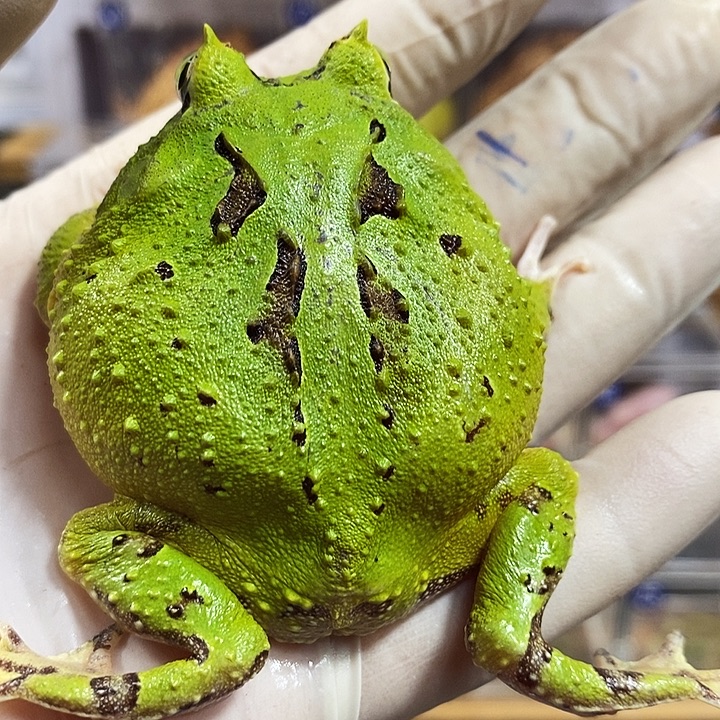 浪***精角蛙168号蝴蝶角蛙公