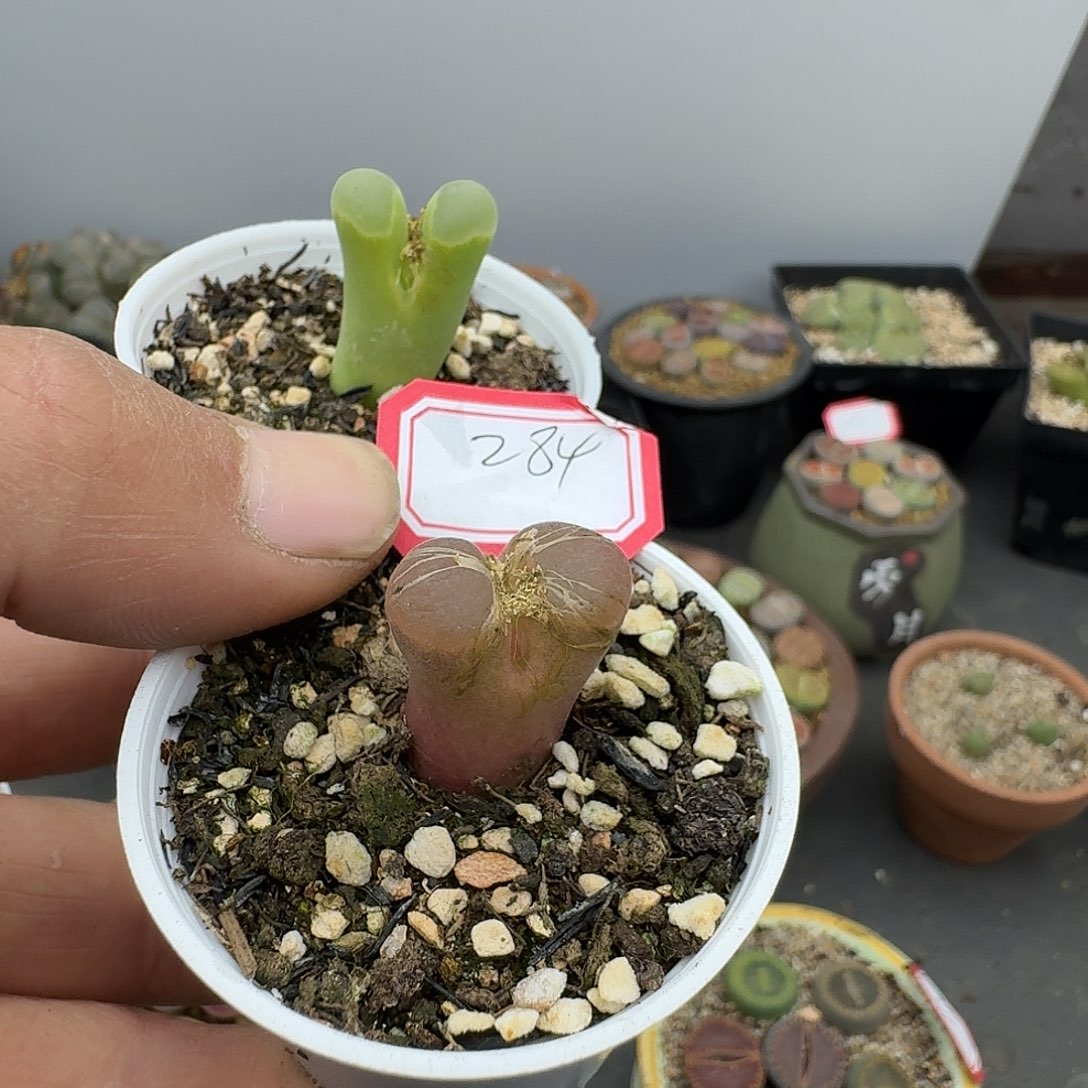 284多肉哈哈哈哈哈哈哈