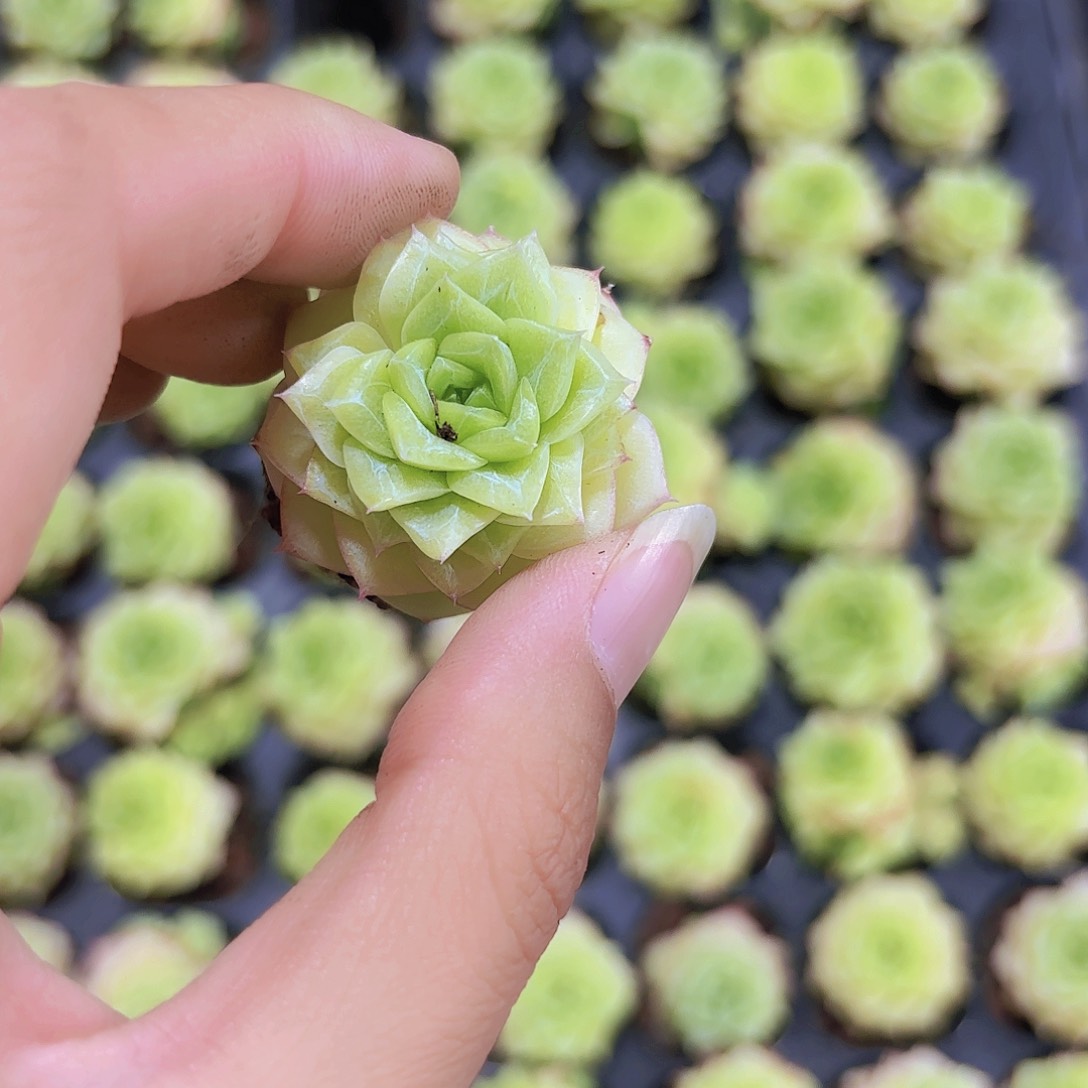 小穴苗奶油麦秆多肉