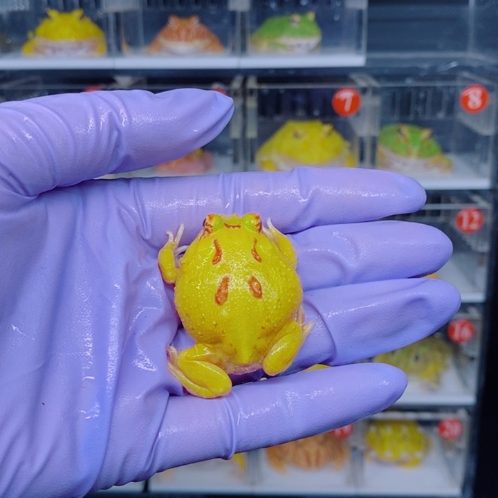 角蛙恭喜发财大吉大利