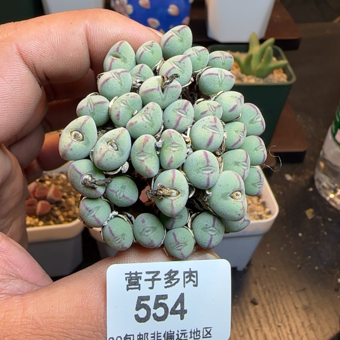 红边口滴。                 福利。     