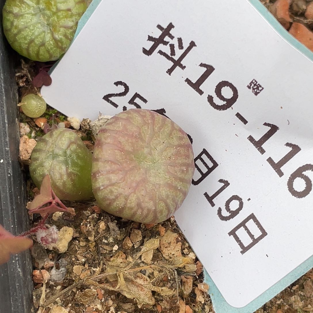 19-116送奶杂多肉植物