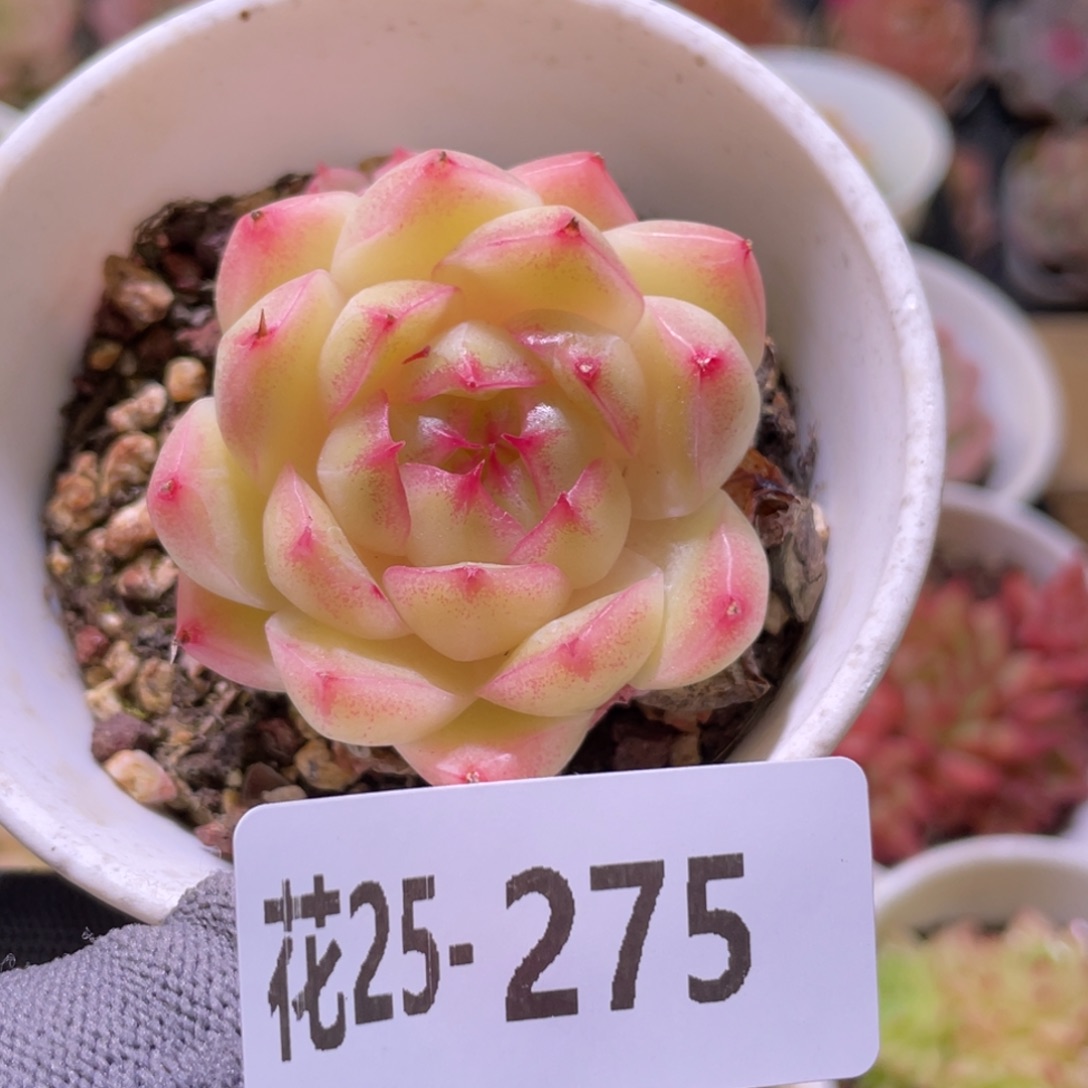 花利美25-275麦秆