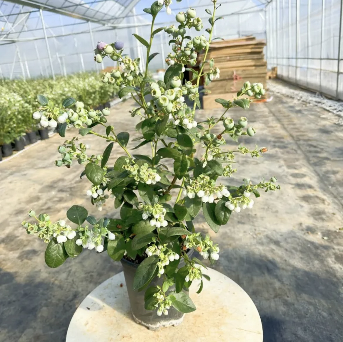 原盆原土盆栽地栽南北方种植阳台花园庭院四季常青