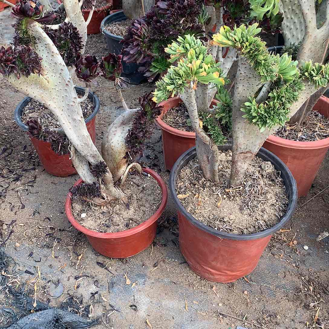 两颗套餐缀化缀化