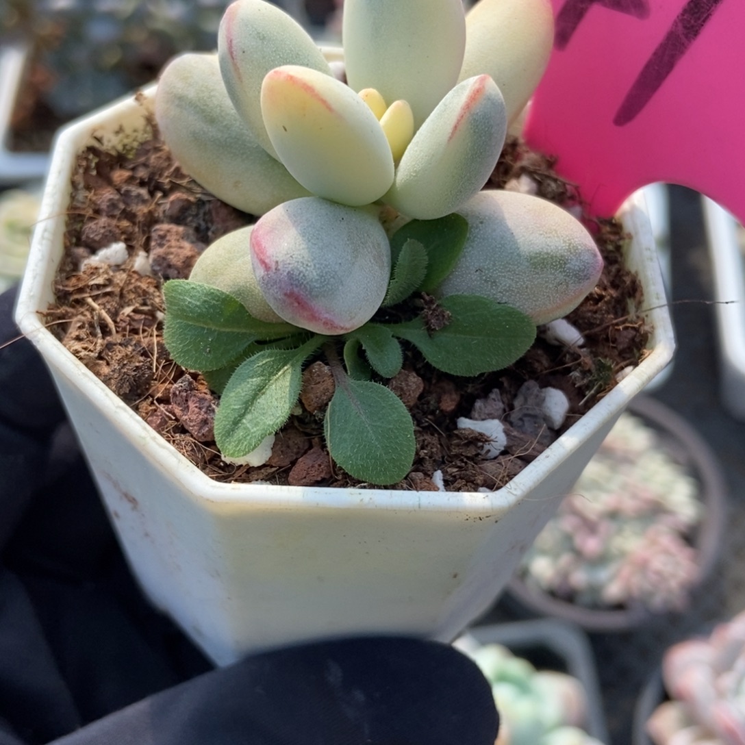 41福娘锦多肉植物