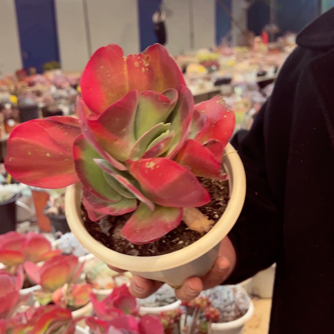 唐印锦多头群生多肉