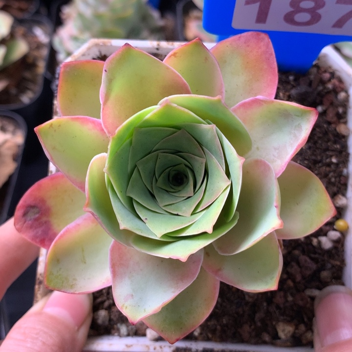 一物一拍刺猬黄金187