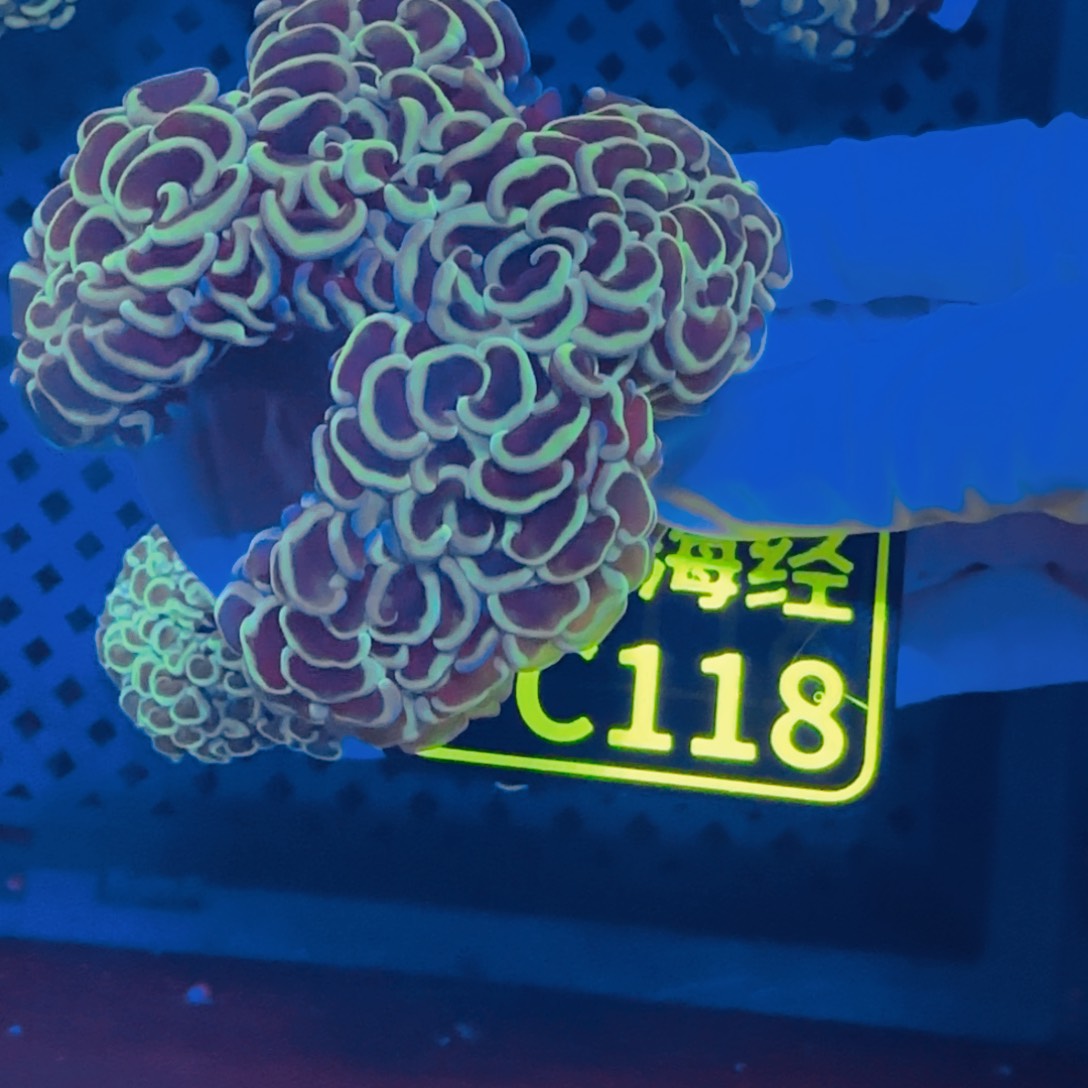 ■***生纽扣珊瑚晓晓不包邮山脉猪腰C118