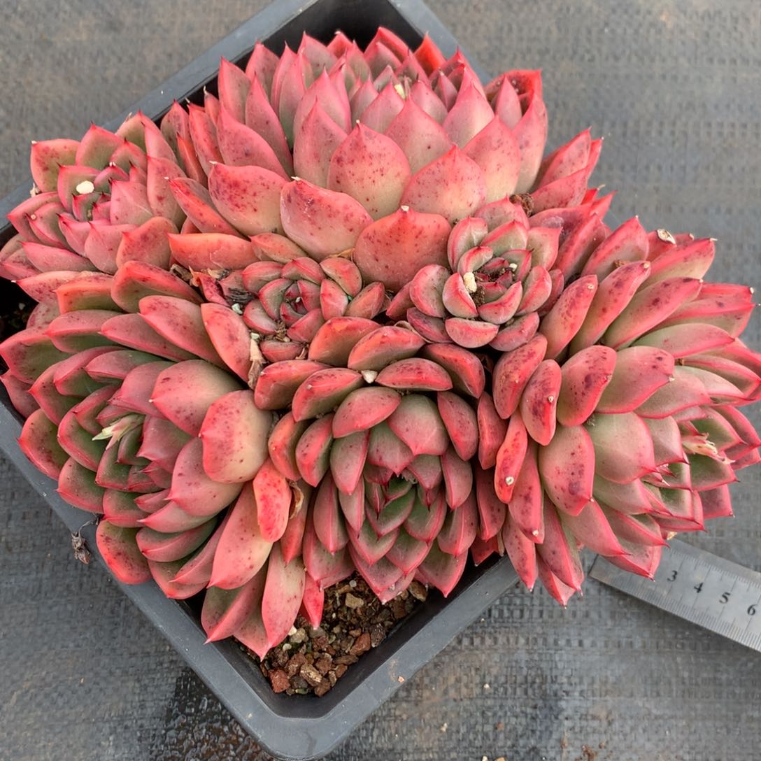 1166杂交精品基地18厘米