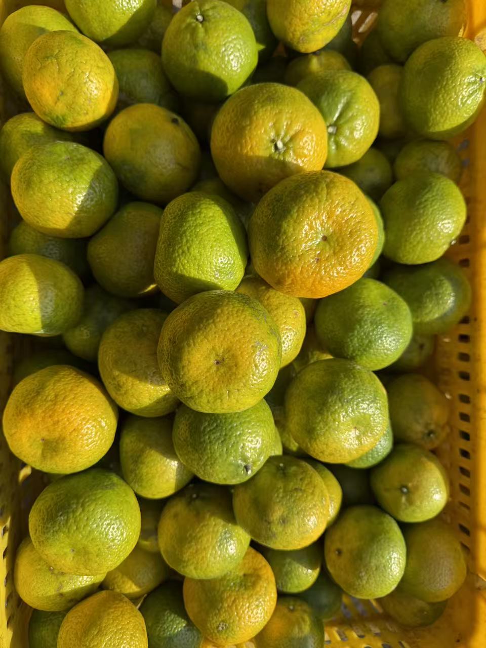 2025新会罗坑潭冈二红皮