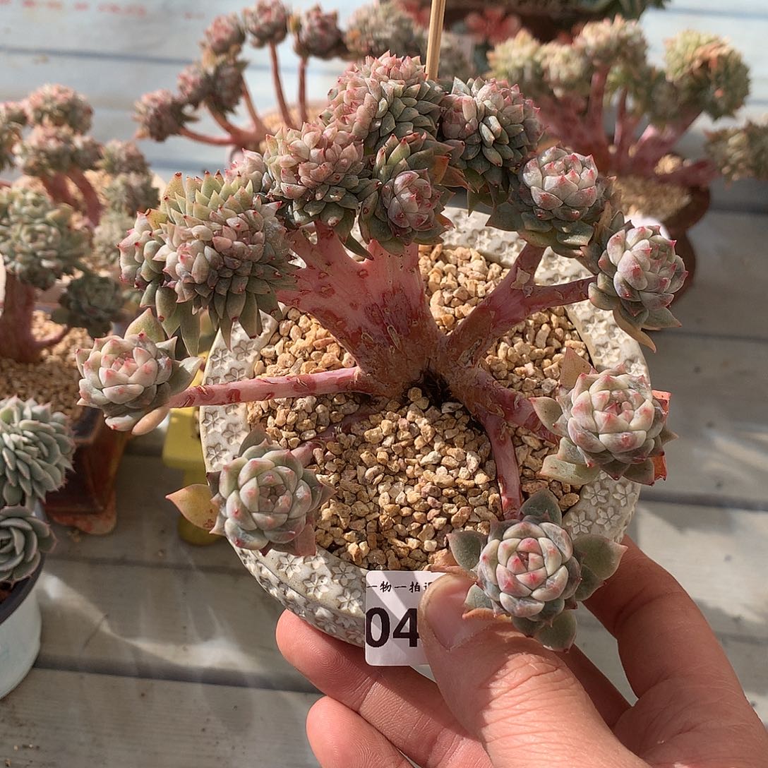 401冰魄缀一颗12厘米