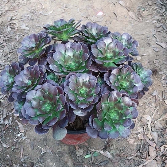 美***生荷兰玫瑰法师00000004