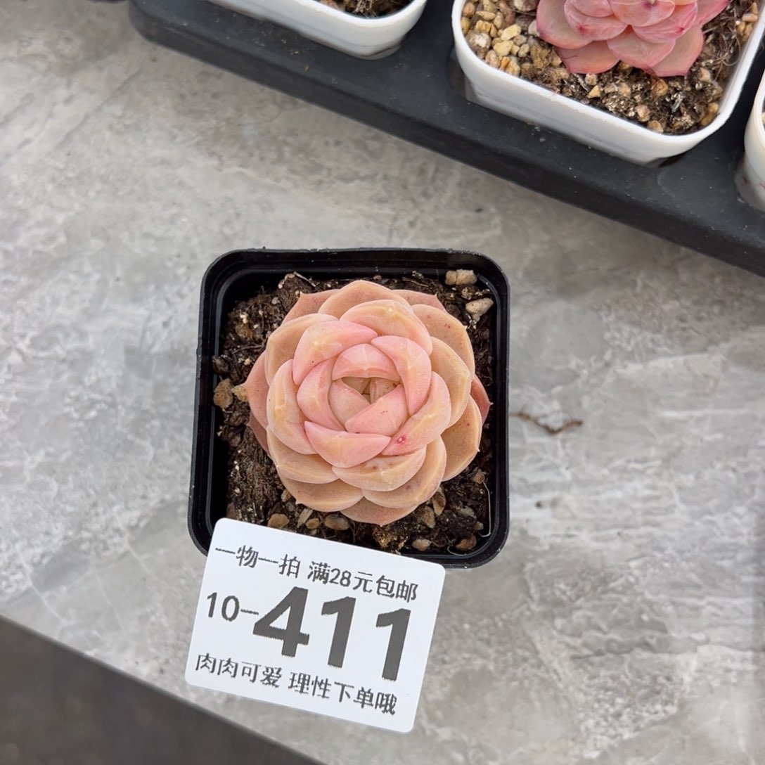 良辰多多肉多肉多肉