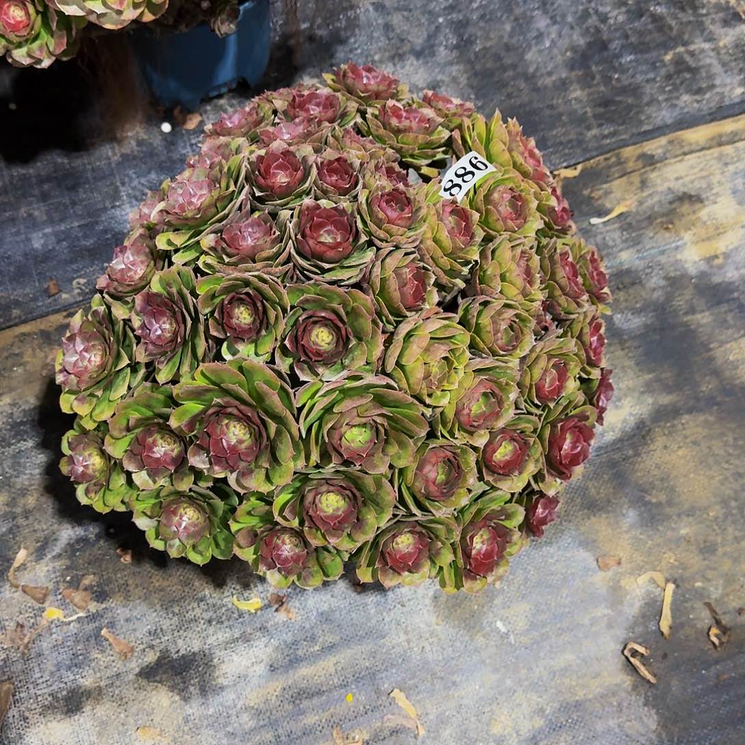 886万圣节丛林多肉植物