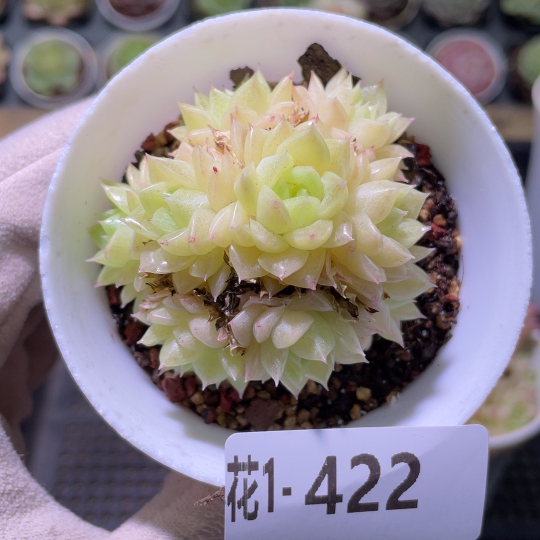 花利美1-422麦秆群