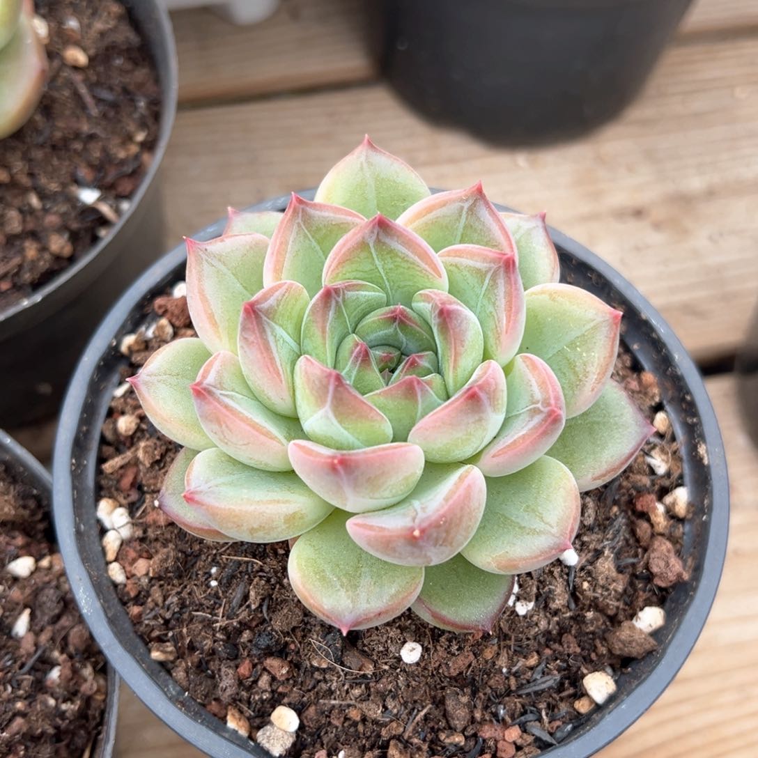 新品暗纹系多肉植物