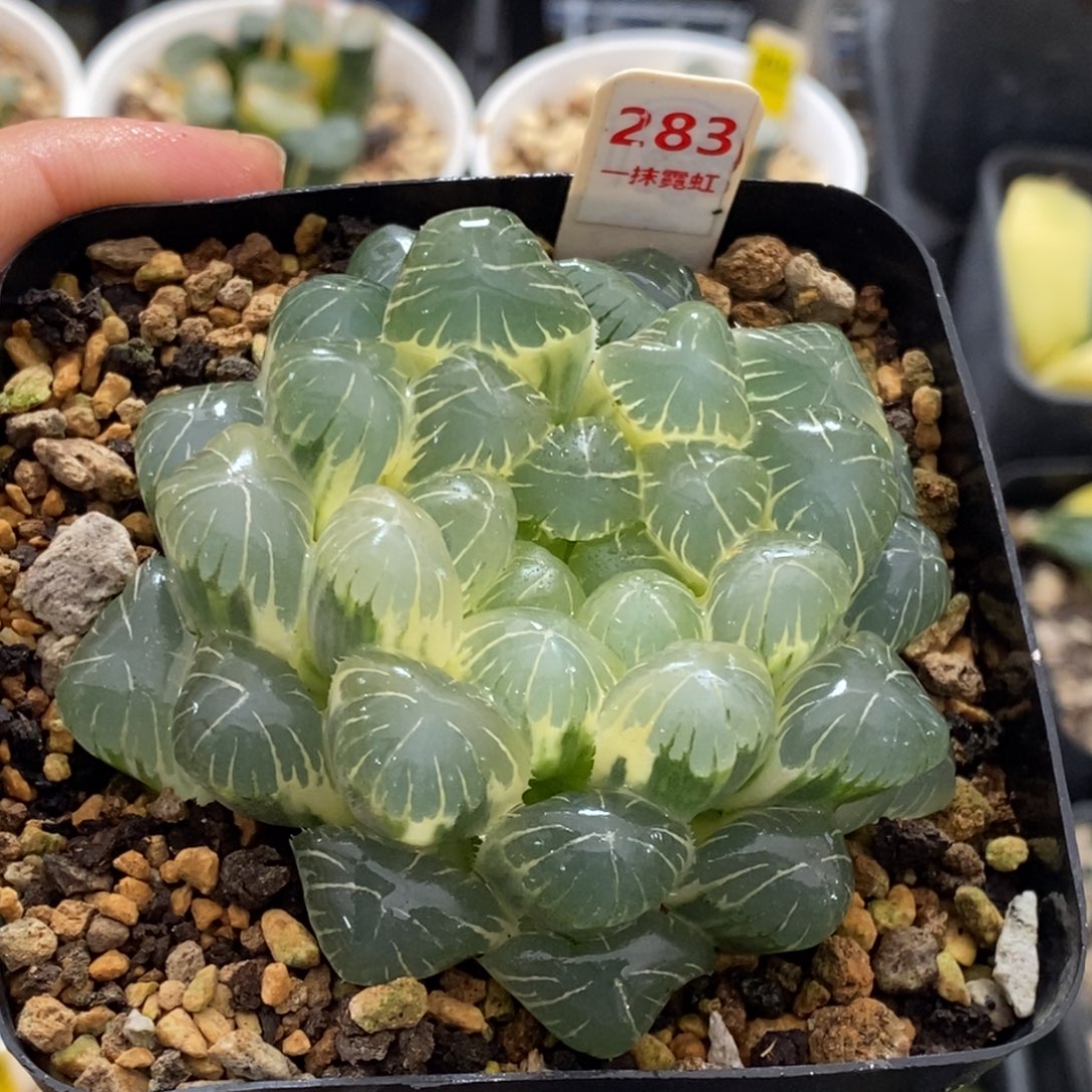 283号糊斑湖水玉露锦