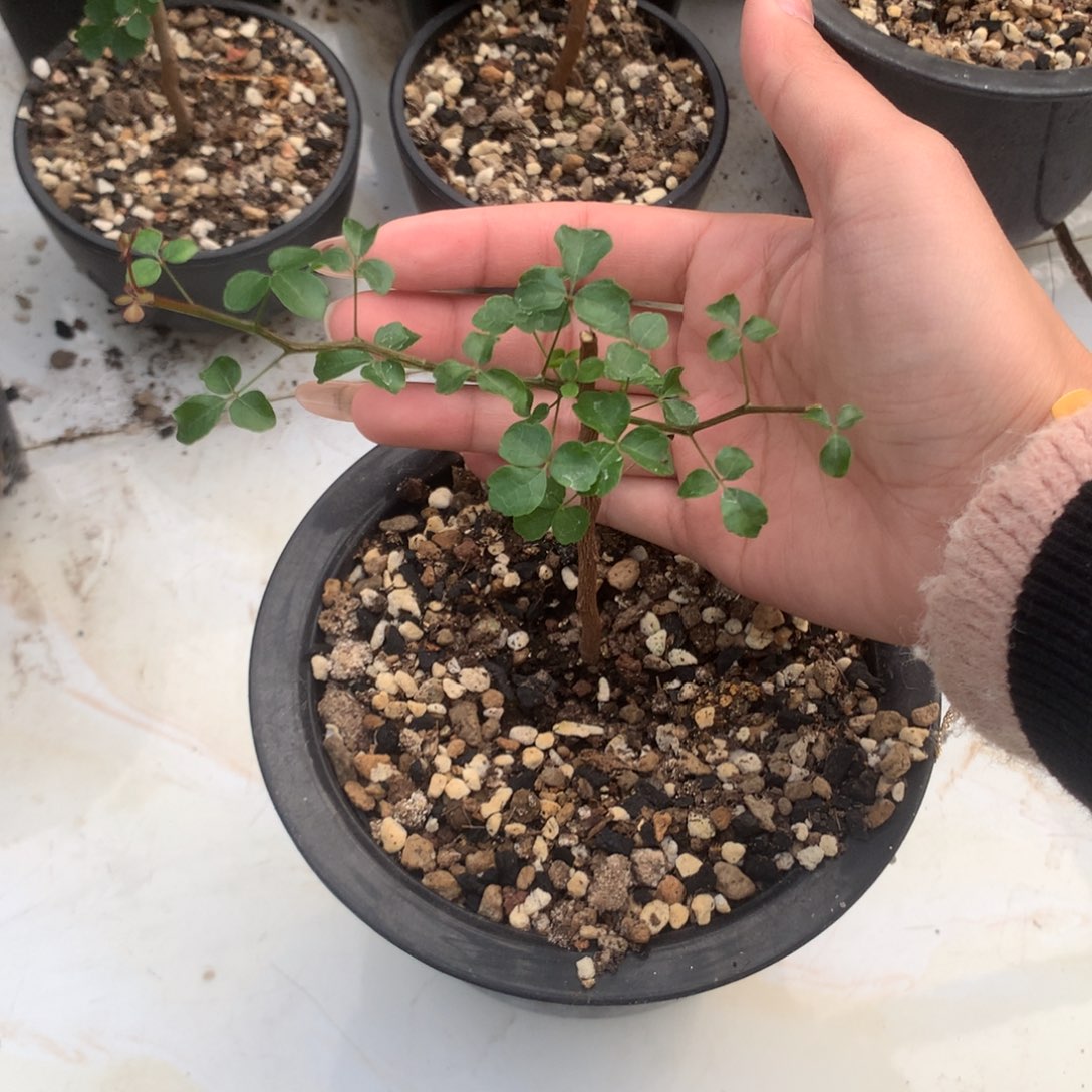 波叶橄榄哈哈哈哈