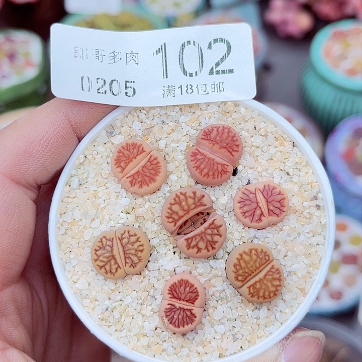 多肉植物生石花5-102