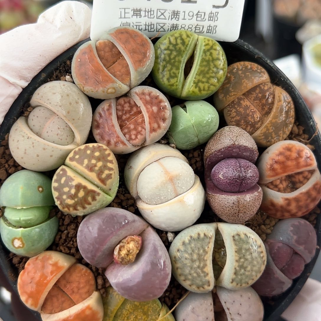 0461 好养易活生石花大母本