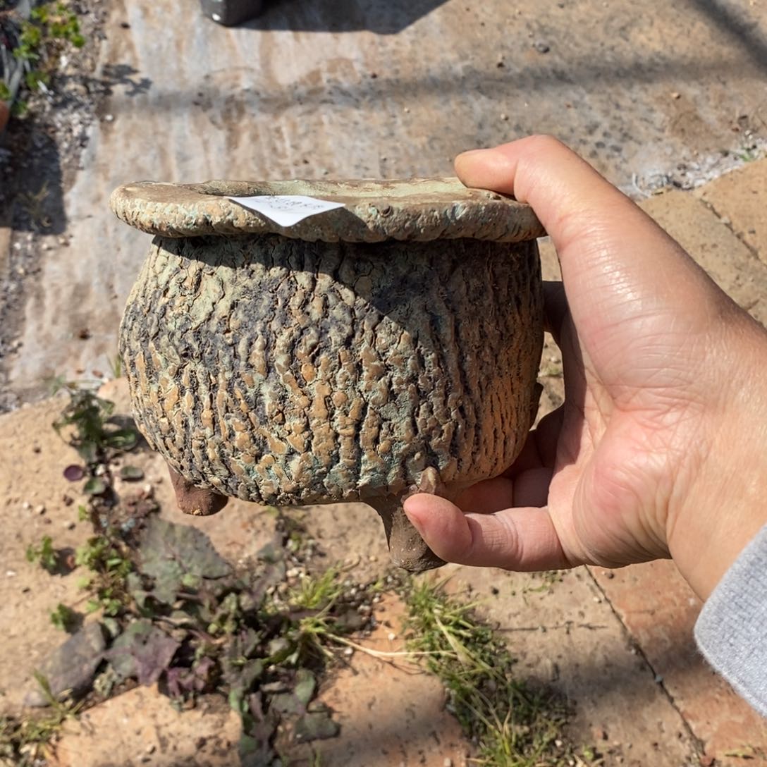 31号多肉盆一个呀