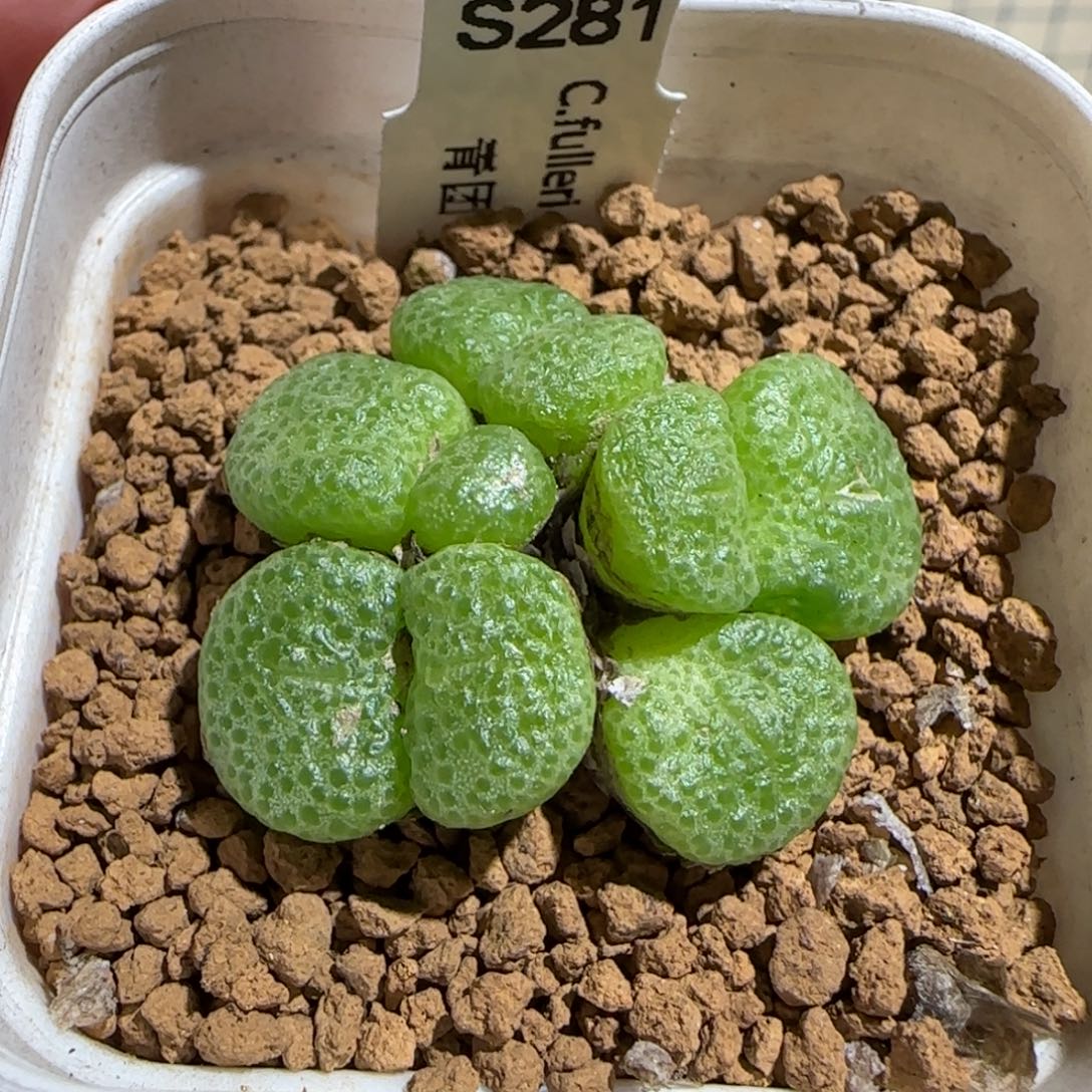 肉锥多肉植物组合-青团母本有疤32