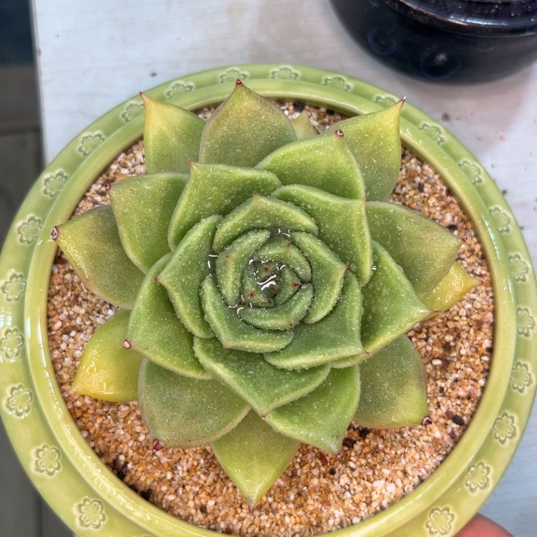 多肉一物一拍0214-西班牙