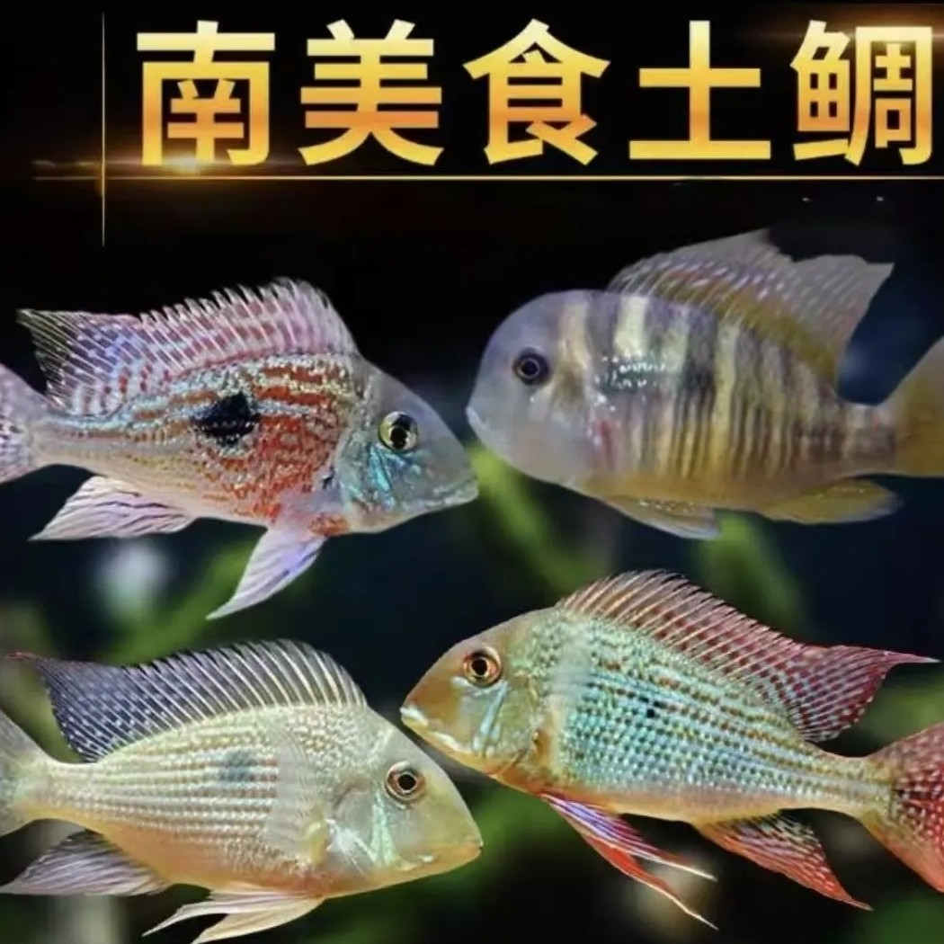 火焰牛头斯维尼七彩和尚F1食土雕温顺不咬鱼新手可养皮实耐活