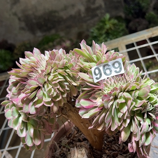 用***4多肉植物一个倾城969