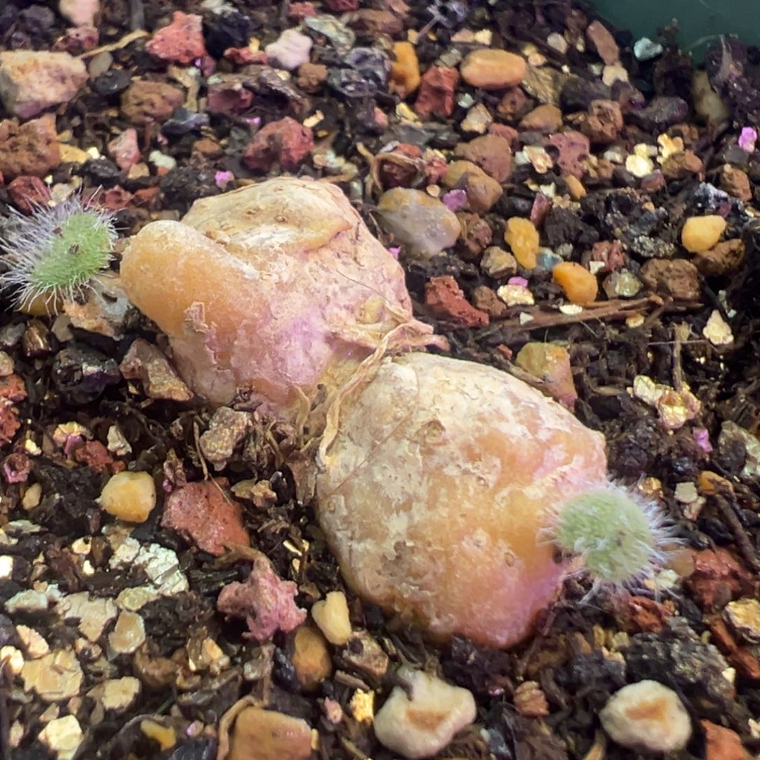双毛叶爱心 肉锥植物